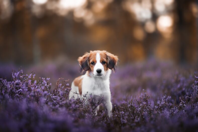 dog in flowers
