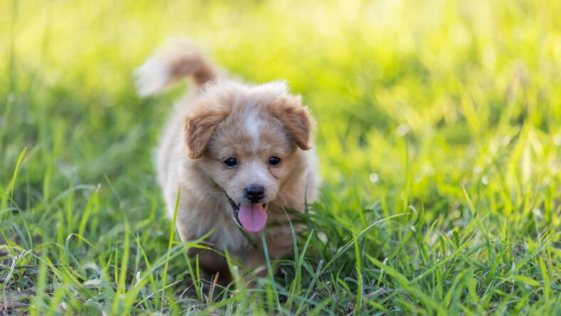Cute brown puppy running happily through green grass in the sunlight. A playful and heartwarming moment capturing the joy, innocence, and energy of a young dog outdoors.
