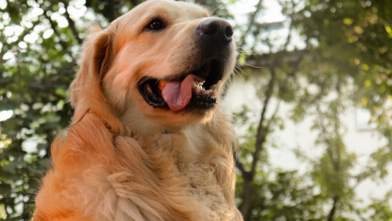 golden retriever dog enjoying outdoors in the green yard at sunset, sticking out his tongue, golden hour