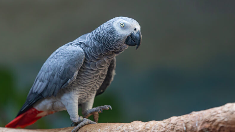 gray parrot on a branch