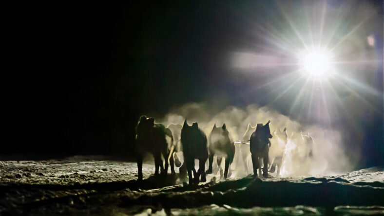 Dogsled team during Iditarod race at night