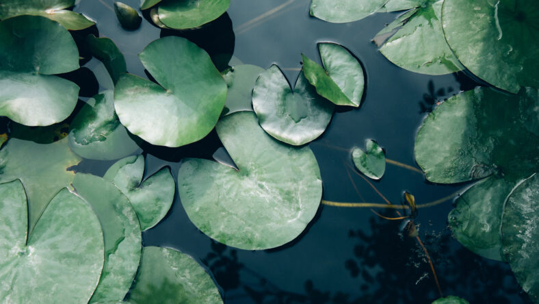 Water lily leaves in the lake close up. Top view