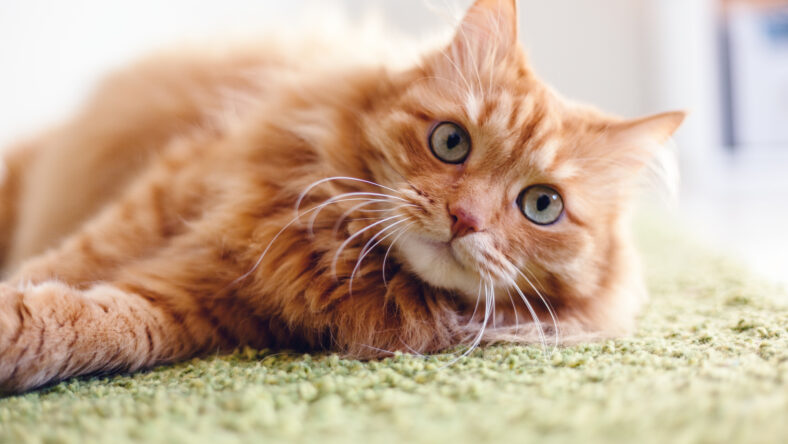 Portrait of a funny beautiful red fluffy cat with green eyes in the interior, pets