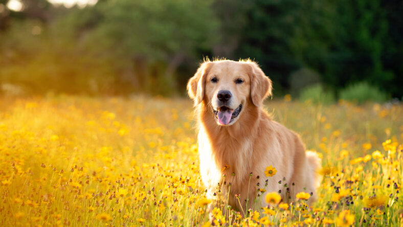 Golden Retriever in the field with yellow flowers. Beautiful dog