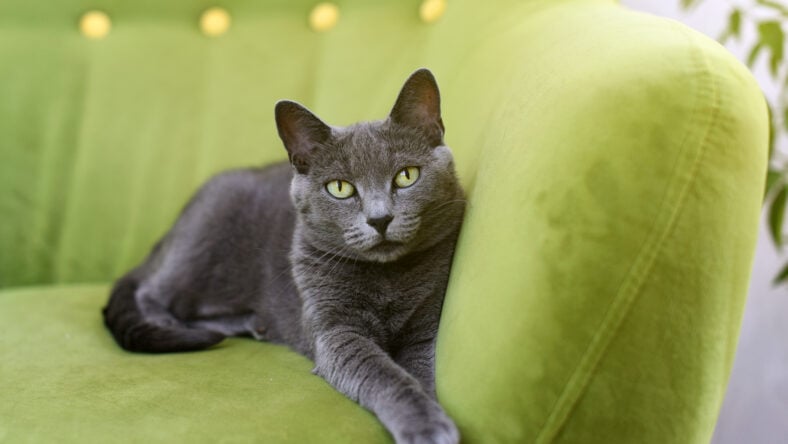 Cute gray cat laying stretched out, relaxing