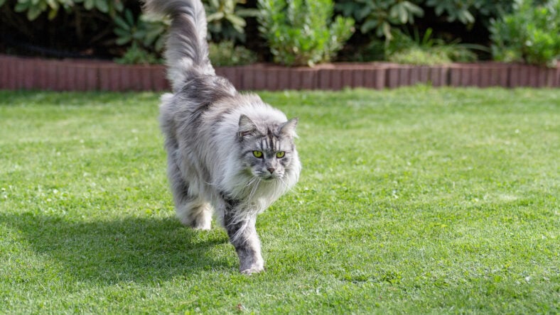 Silver Maine Coon hangover runs over green