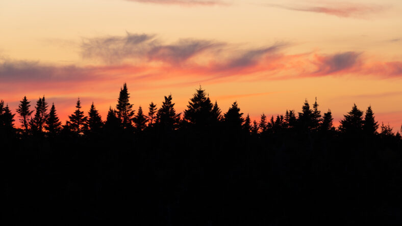Sunset over Pine Forest in Maine in the Fall