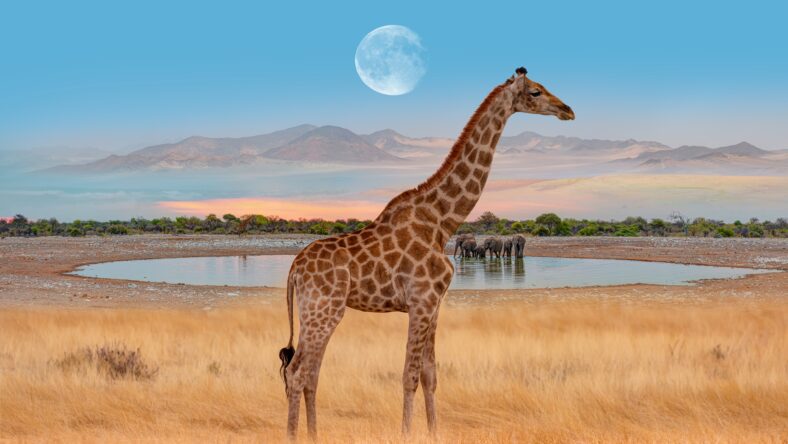 Amazing giraffe walking across the African savannah - Amazing african elephants at sunset - African elephants standing near lake in Etosha National Park, Namibia