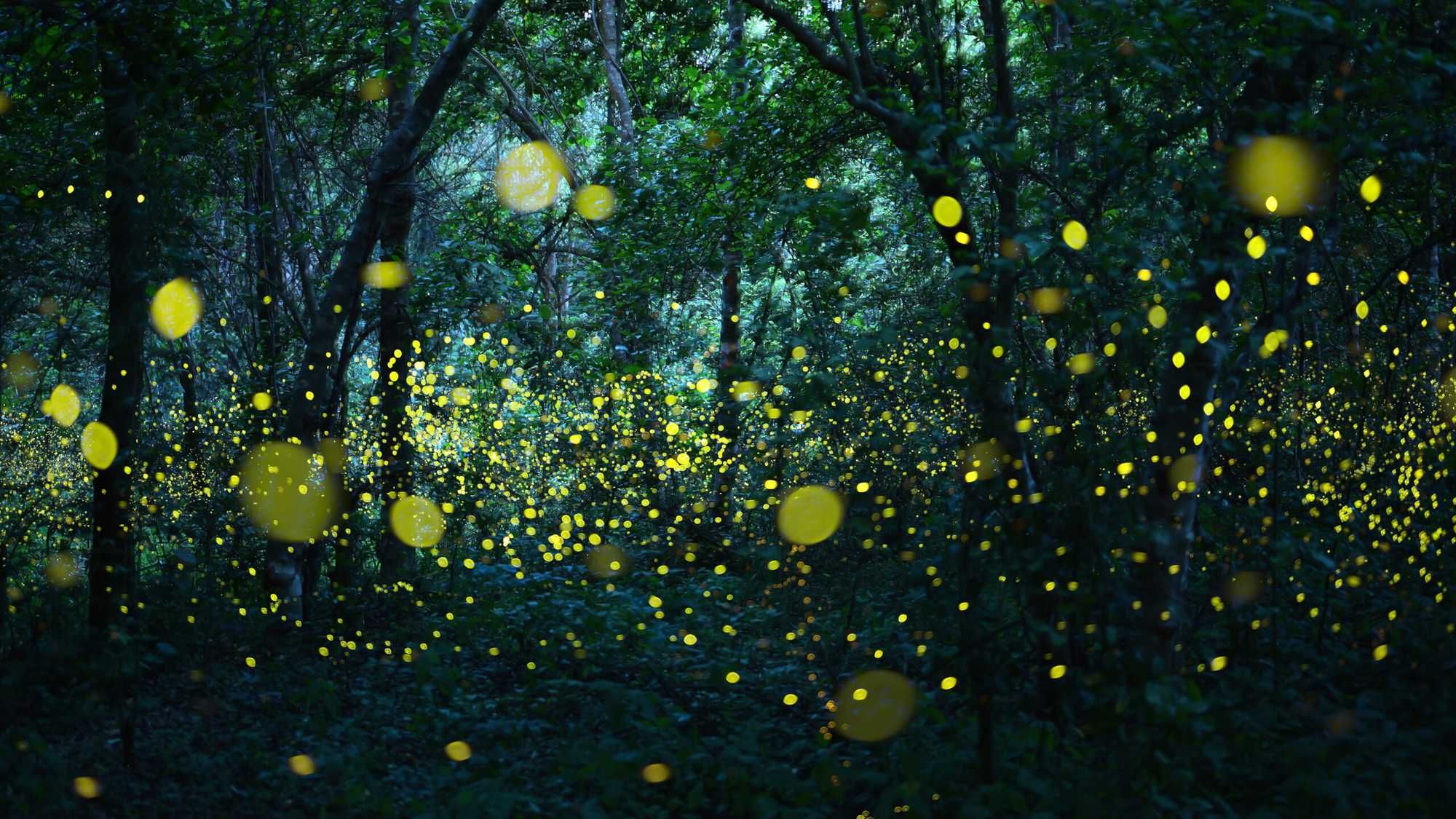 Firefly Talking Aliens Could Be Talking To One Another Like Fireflies, With A Series Of ...