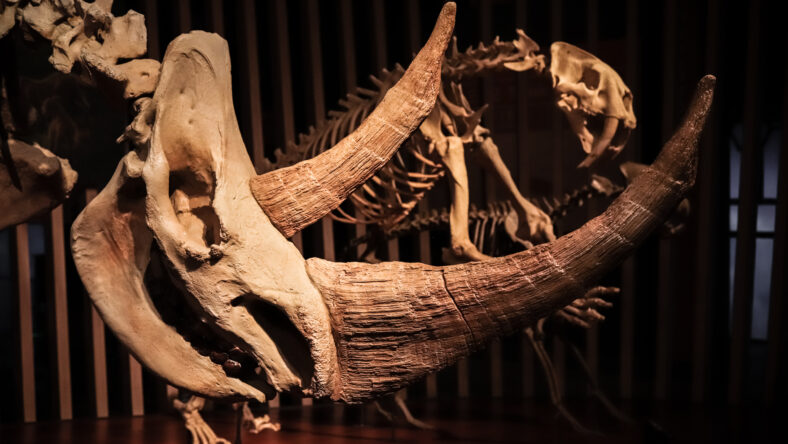 Fossil of woolly rhinoceros (Coelodonta antiquitatis) at Shanghai Natural History Museum. Woolly rhinoceros extinct during last glacial period around 10,000 years ago.
