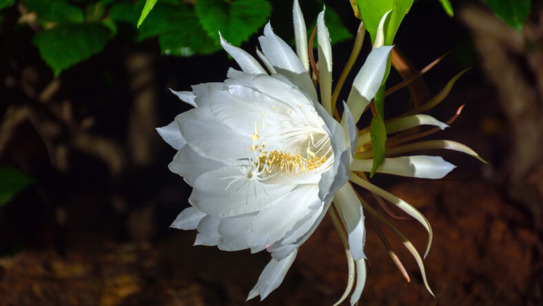 Queen of the Night flower at Kerala,