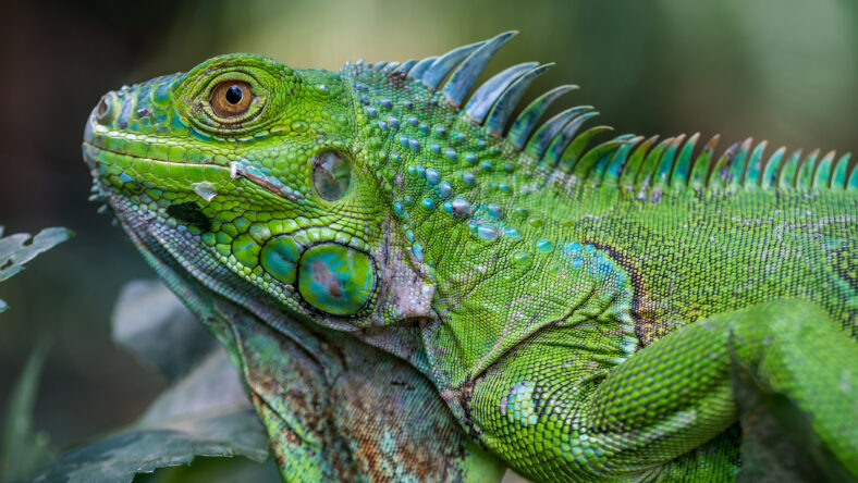 Close up photo of a Central American green iguana.