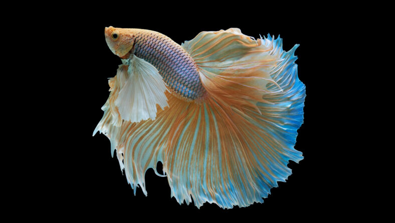 Siamese fighting fish isolated on black background,Yellow Half moon betta fish