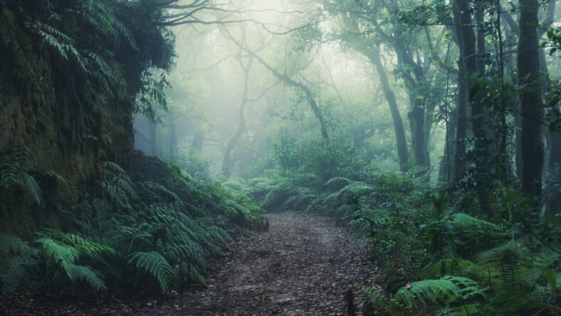 tree silhouettes in dark green foggy forest