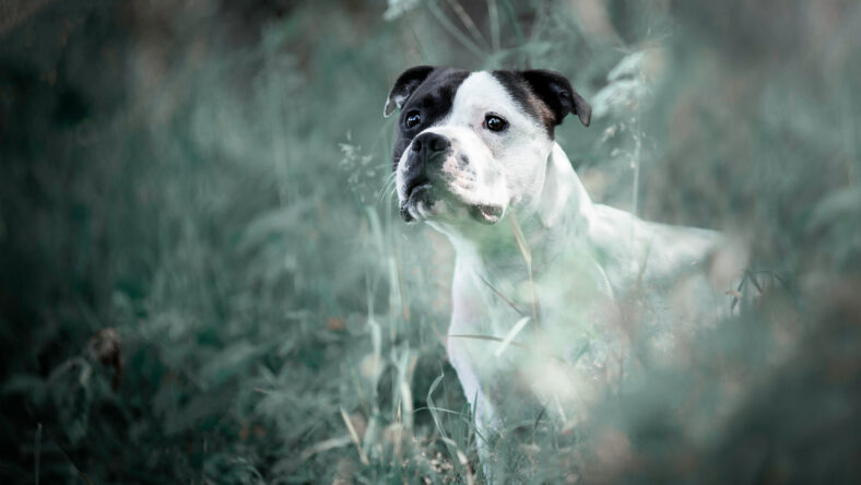 White Staffordshire Bullterrier in the grass