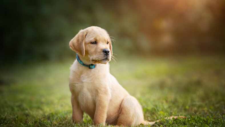 Yellow Lab puppy sitting calmly outdoors with a sun flare background