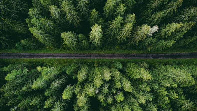 Wide angle aerial photo by drone (top view) of amazing green pine forest with curved road (way). Colorful and saturated image of path in nature from above.