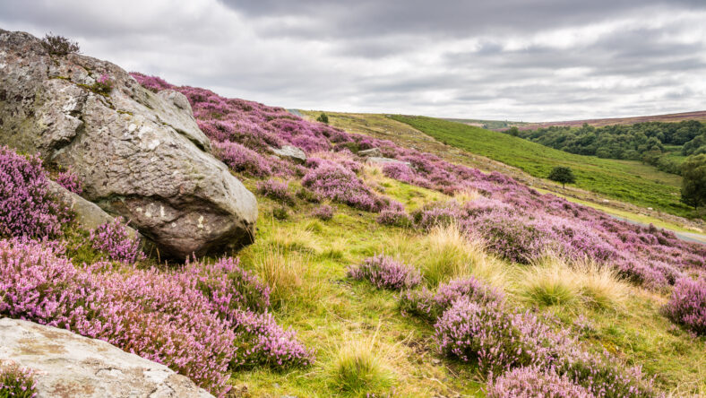 Goathland Moor in the North York Moors National Park is covered in pink-purple heather during September