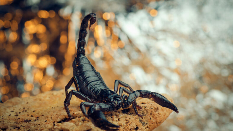 Scorpion in a fighting stance. Russian nature