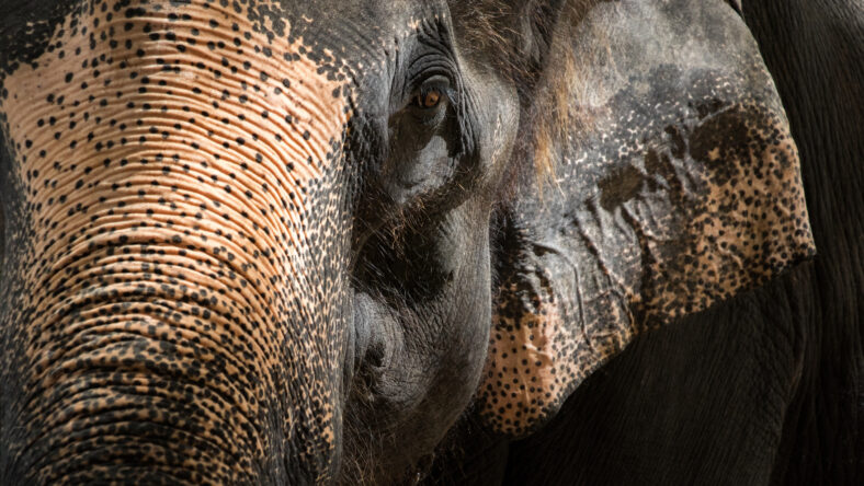 Portrait of an Asian elephant, Close up,