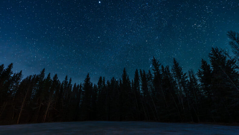 night sky in the forest