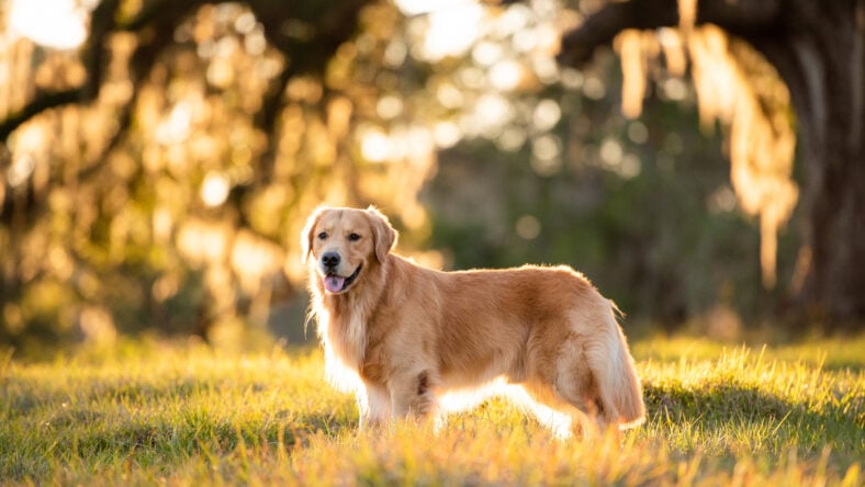 Golden Retriever dog enjoying outdoors at a