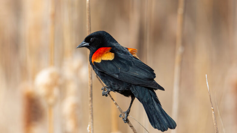 Red winged blackbird perched on cattail