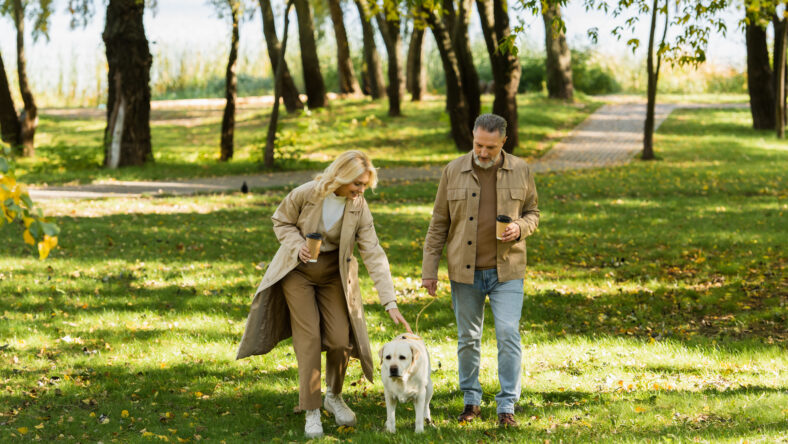 overjoyed middle aged couple holding coffee to go and walking out with labrador dog in park during springtime,stock image