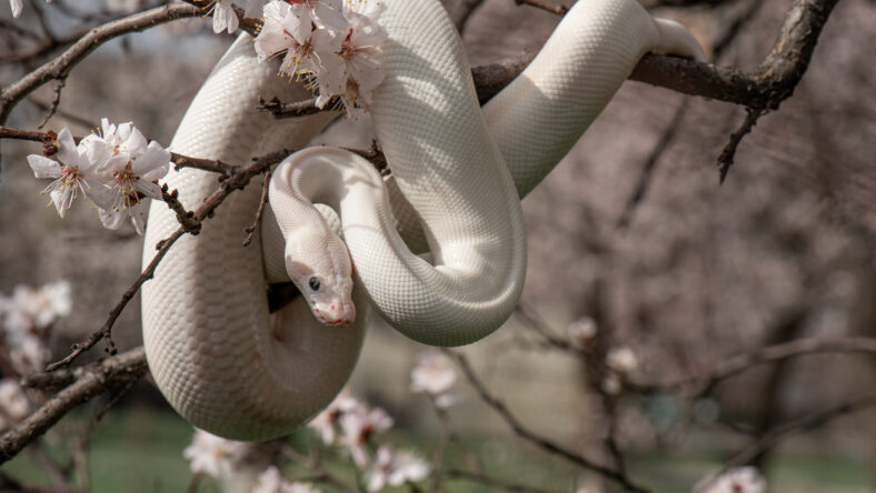 Beautiful white snake with blue eyes on a cherry blossom branch in the park. Ball python on a sakura tree. White python in the Spring Garden. Outdoor exotic pet portrait. Horizontal photo