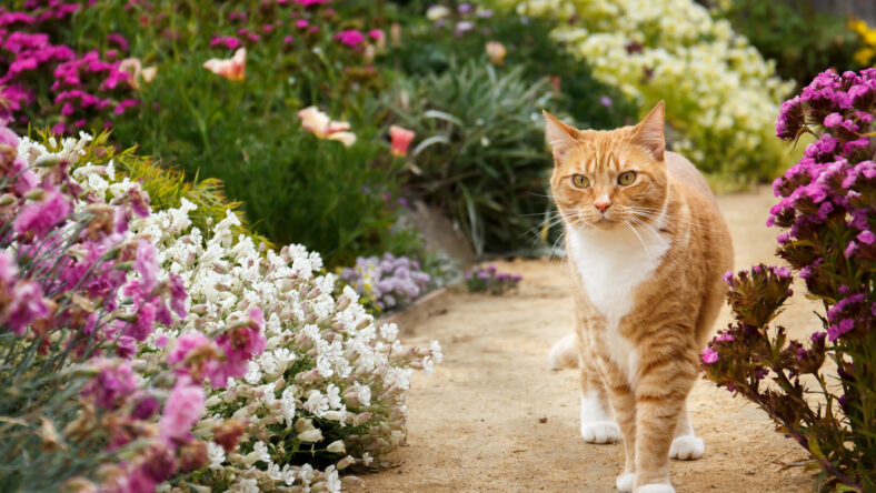 Red tabby cat walking down a decomposed granite pathway surrounded by blooming flowers