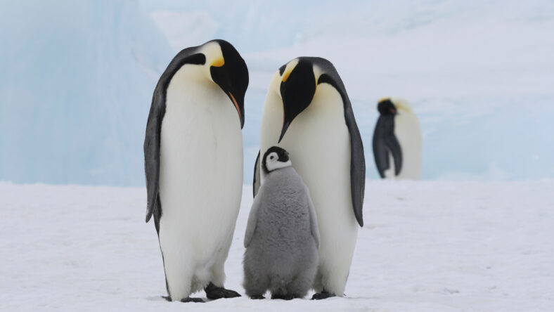 Emperor penguins on the sea ice in the Weddell Sea, Antarctica