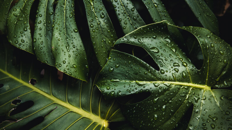 Beautiful monstera deliciosa leaf with rain drops