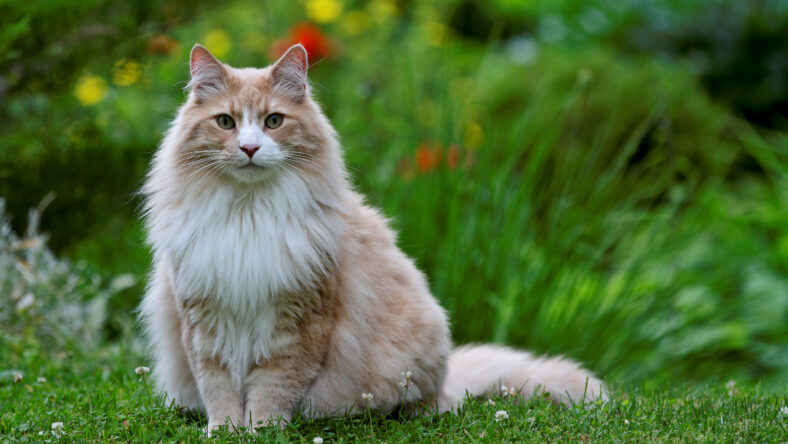 Norwegian forest cat sitting in green blooming garden