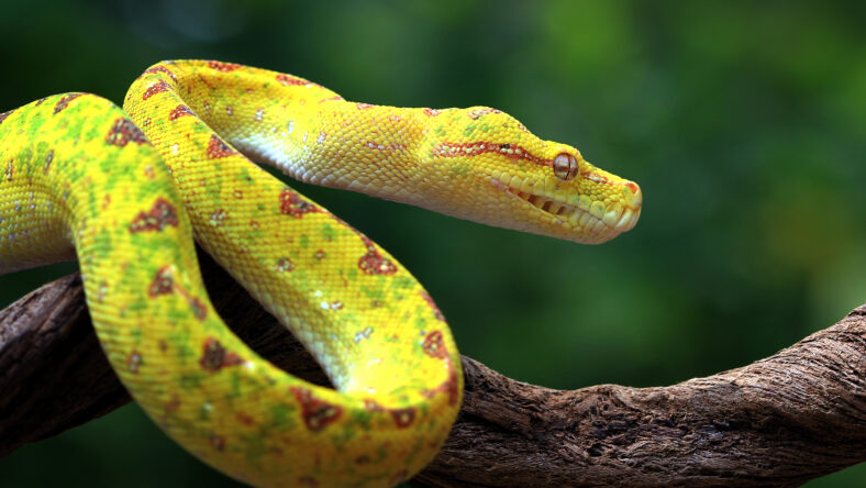 Yellow tree python snake on branch, snake, reptile, reptiles closeup