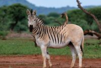One quagga in Mokala National Park, South