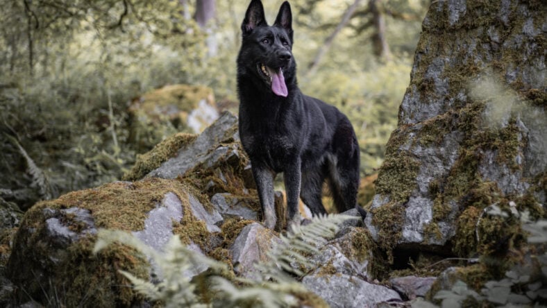 black german shepherd dog standing on rocks