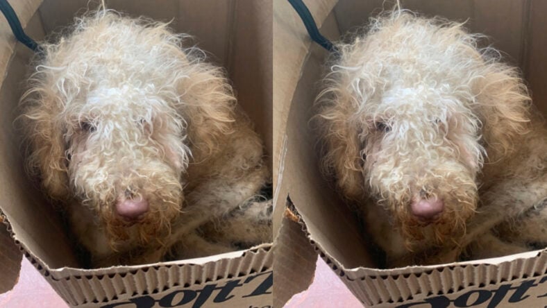 GoFundMe - pictured above is Goldilocks