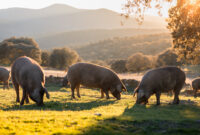 Iberian pigs in the nature eating