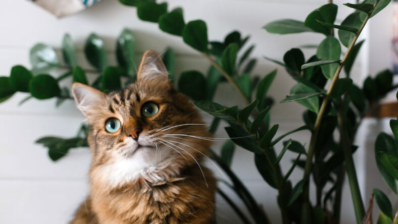 Cute cat sitting under green plant branches on wooden shelf in stylish boho room. Maine coon with green eyes looking with funny emotions at zamioculcas leaves. Space for text