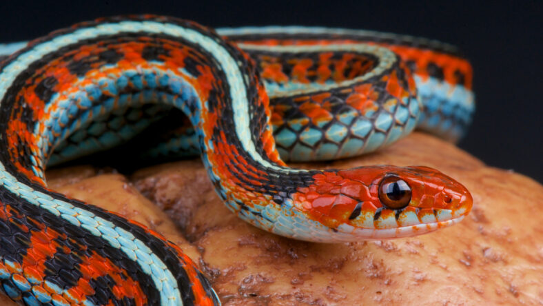 San Fransico garter snake / Thamnophis sirtalis tetrataenia