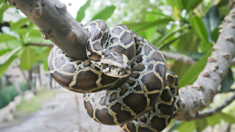 Python in a tree