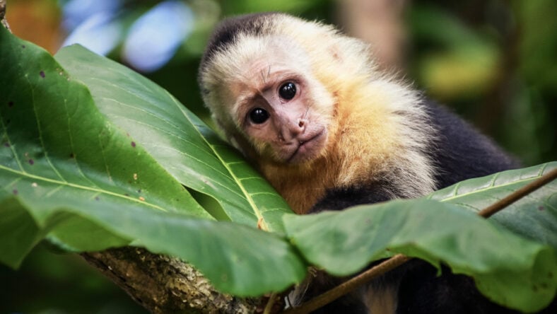 Baby monkey in Costa Rica.