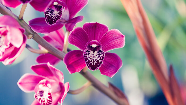 Orchid flower in greenhouse for postcard. Beautiful