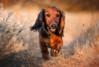 miniature long haired dachshund lovely portrait of