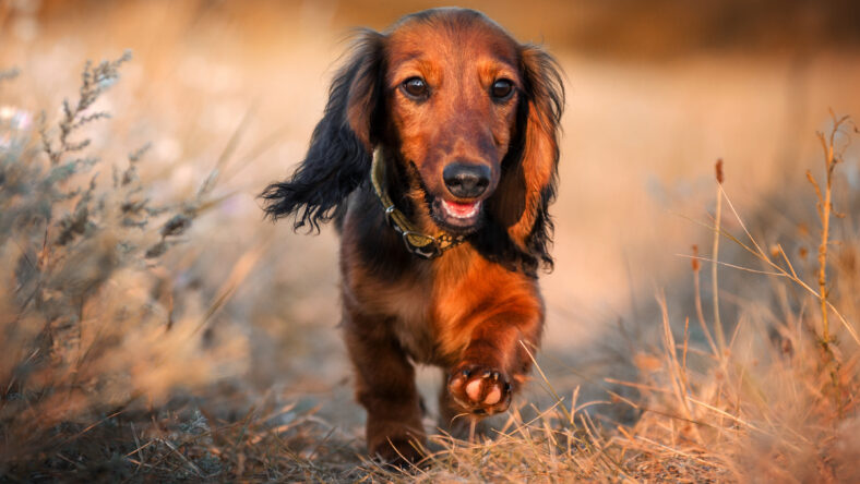 miniature long haired dachshund lovely portrait of