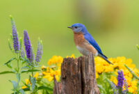 Eastern bluebird male on fence post near