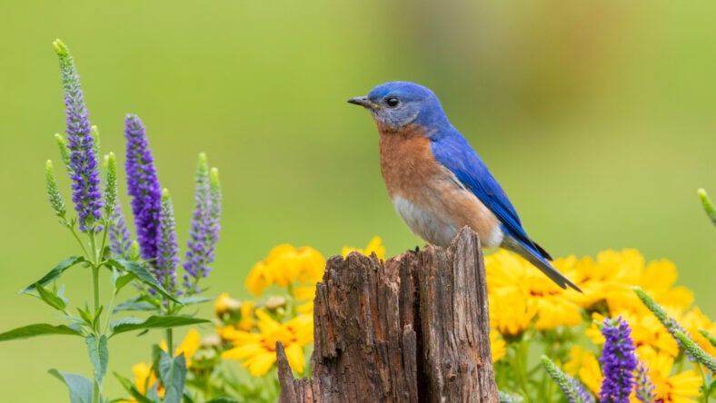 Eastern bluebird male on fence post near
