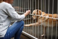 Pet adoption. Woman choosing dog from animal