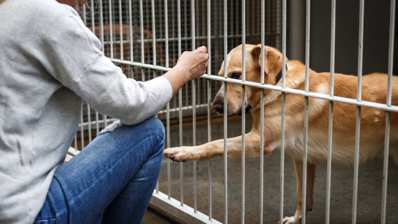 Pet adoption. Woman choosing dog from animal