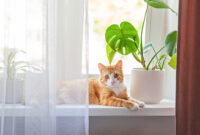 Red cat sits on the window and